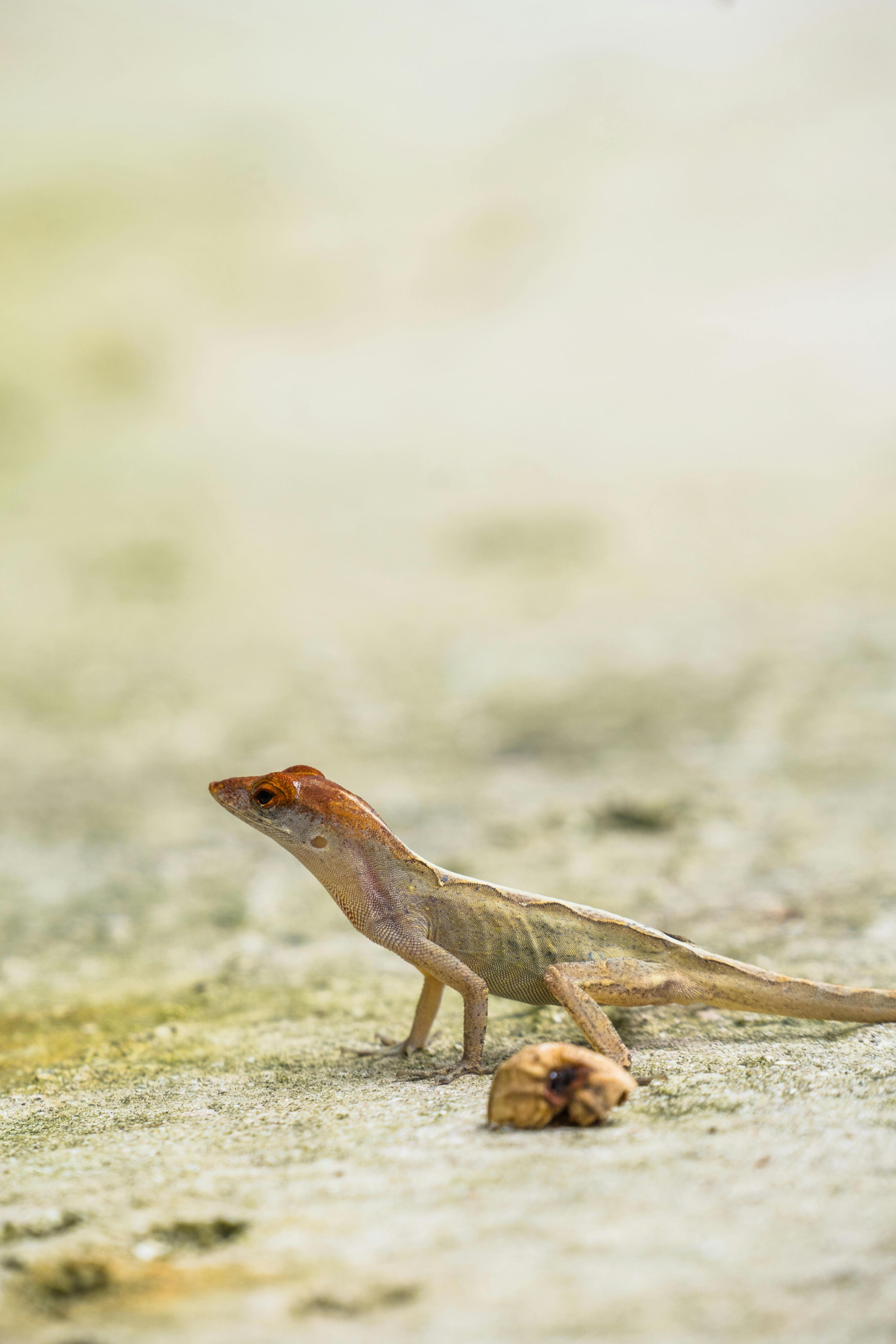 The Real Risks of Lizard Control Issues in Narela
