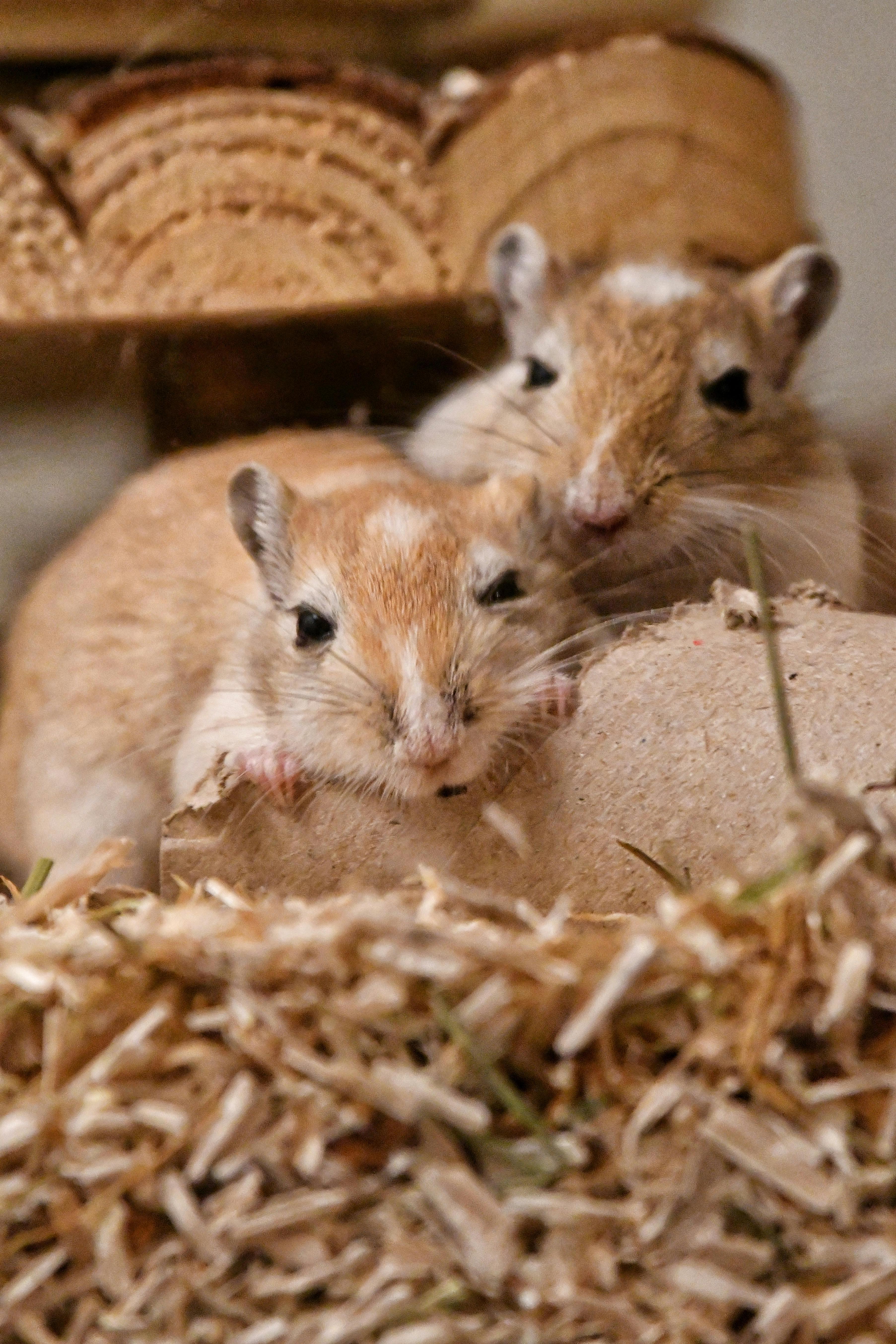 The Real Risks of Rodent Control Issues in Badli