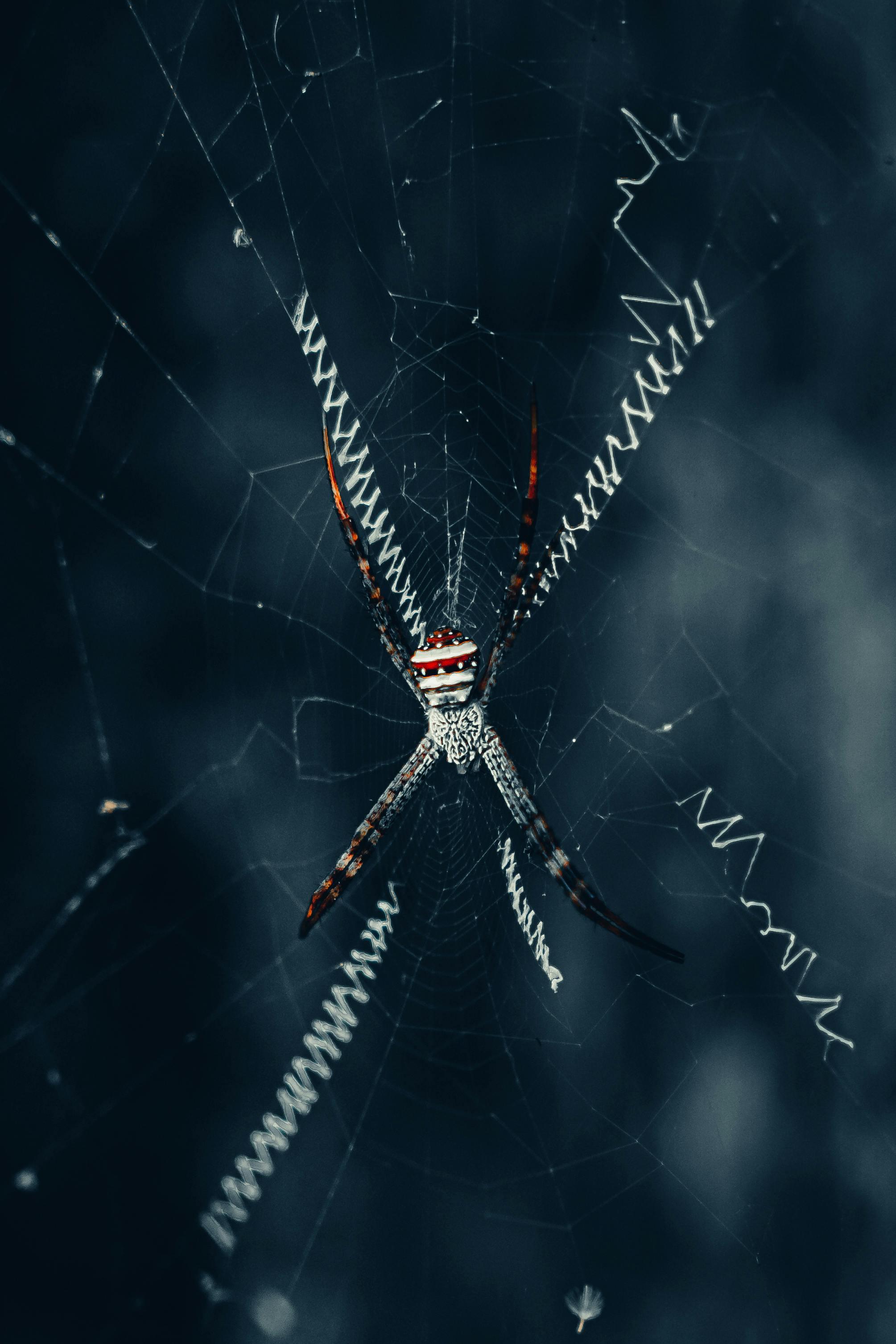 The Real Risks of Spider Control Issues in Golf Links