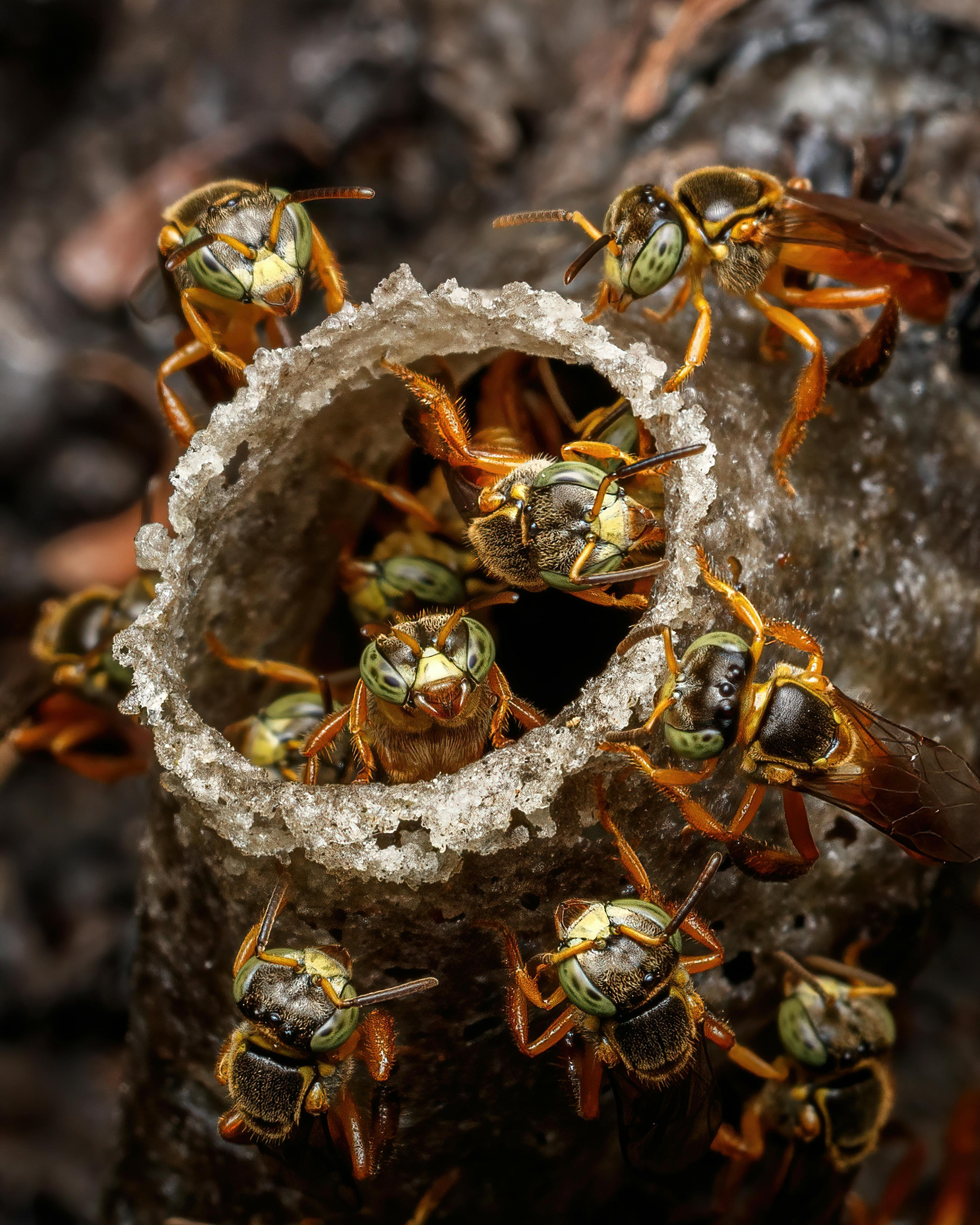 Our 4-Step Bee & Wasp Removal Protocol in Vikaspuri